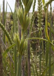 Image: Kerry Ford © Landcare Research 